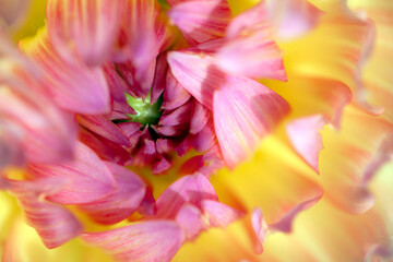 Macro shot of a beautiful yellow and pink Japanese  chrysanthemum flower with a green centre, focussed on the centre and petals. 
