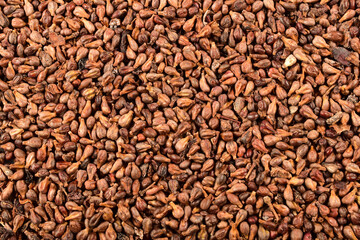 Close up grape seeds isolated