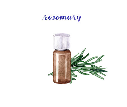 Watercolor illustration with essential oil of rosemary. Hand drawn  bottle of essential oil with narrow thin leaves on a white background. Herbal medicine and aroma therapy