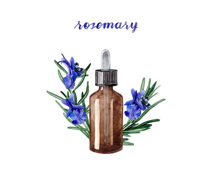 Watercolor illustration with essential oil of rosemary. Hand drawn  bottle of essential oil with leaves and blue flowers with unopened buds on a white background. Herbal medicine and aroma therapy