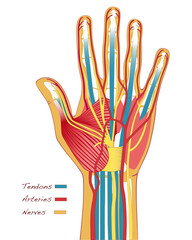 Detailed illustration of the human hand's anatomy