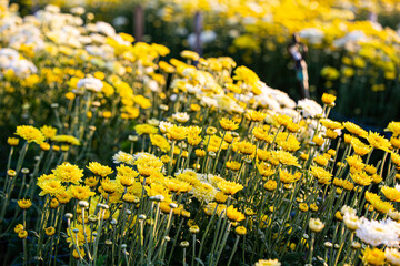 Obraz premium Soft and select focus beautiful flowers in the garden with day light.