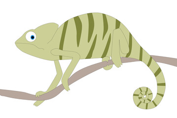 green chameleon with white backround