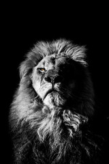 portrait of a lion - king of kings