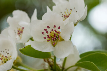 Birnenblüten im Sommer