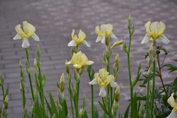A Bud of light yellow iris at a country house among green grass