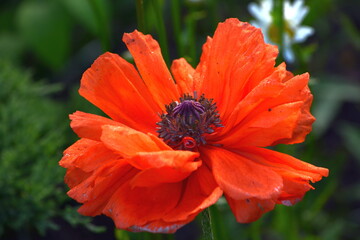 Red poppy flower at a country house among green grass in spring