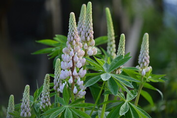 Flower of pale pink and blue lupine at a country house among green grass