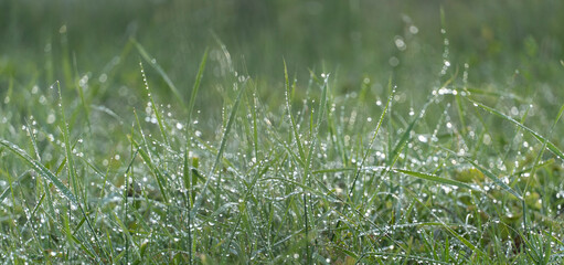 green fresh grass dew drops photo for abstract background. wet grass after rain. selective focus macro bokeh, copy space, soft focus