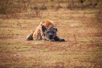 wild dog in the grass