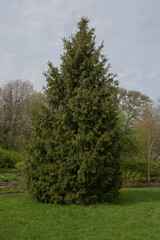 Fototapeta premium Green Foliage of an Evergreen Coniferous Morinda Spruce or West Himalayan Spruce Tree (Picea smithiana) Growing in a Garden in Rural Devon, England, UK
