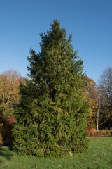 Fototapeta na wymiar Green Foliage of an Evergreen Coniferous Morinda Spruce or West Himalayan Spruce Tree (Picea smithiana) Growing in a Garden in Rural Devon, England, UK