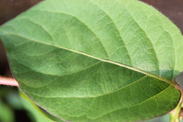 green leaf with trips Lonicera caprifolium leaf of Italian woodbine leaves Italian honeysuckle perfoliate woodbine green leaf