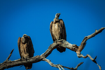 vulture perched on a tree