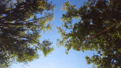 Ciel dans les arbres