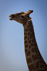 giraffe in the sky