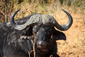 cape buffalo in the wild