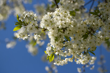 Blooming cherry branch against the blue cloudless sky Moscow region
