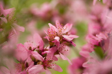 Fototapeta na wymiar A branch of a shrub blooming with pink flowers on a bokeh background. Partial focus Moscow region