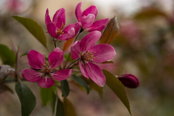 Fototapeta na wymiar Blossoming branch of decorative apple tree with pink flowers Moscow region
