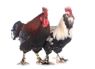 Faverolles and marans rooster