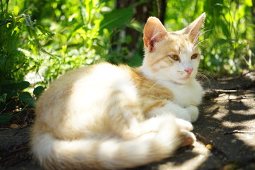 Cute ginger cat resting in a spring garden.