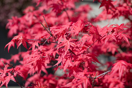 Close up of beautiful bright warm pink leaves of a Japanese Maple tree called "Acer Palmatum Fireglow", in bright sunshine and with a blurry effect because of the wind.