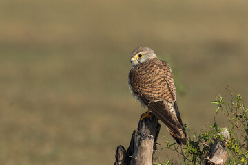 Common Kestrel A Winter Migrant to Chennai India