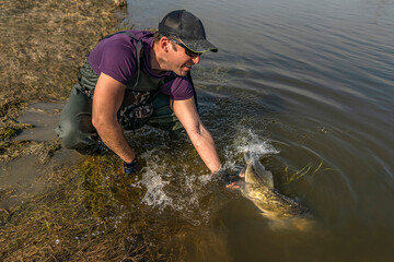 Fisherman release zander fish with splashing. Success walleye fishing at wild river