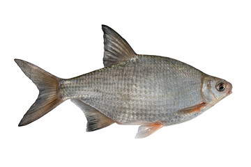 Fresh alive silver bream fish isolated on white background