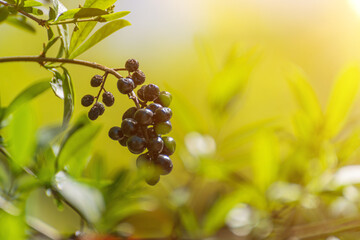 wolf berries, wolfberry privet in the sunlight in the early morning.