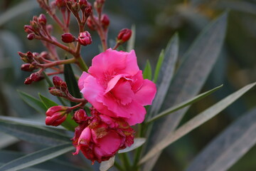 pink oleander flower hd image