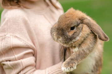 Cute red haired domestic rabbit. Fluffy animal in the arms.