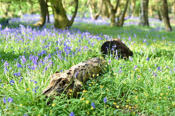 Undisturbed blanket of Bluebells between trees in Unity woods, Cornwall