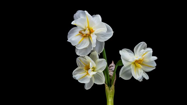 Narcissus. Blooming of beautiful white and yellow flowers on black background, Daffodil. Timelapse. 4K