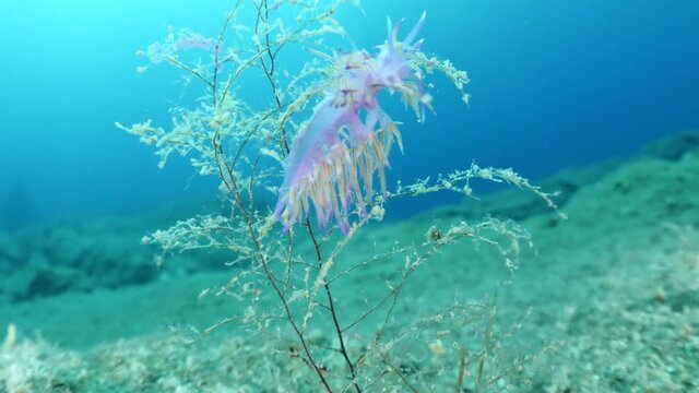 nudibranch close up underwater on hidra colony purple pink color flabellina ocean scenery