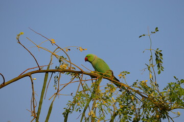 green parrot image , HD background