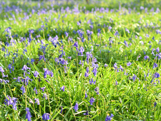Fototapeta premium Blanket of bluebells in Unity woods Cornwall on an april morning.