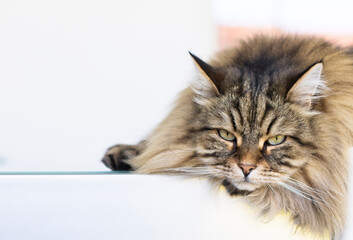 Siberian breed of cat relaxes in a garden. Hypoallergenic domestic animal of livestock with long hair lying on a glass table