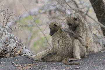 Chacma baboon pair grooming and checking for insects in Kruger, South Africa with bokeh
