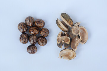 Rubber seed isolated on white background 
