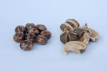 Rubber seed isolated on white background 
