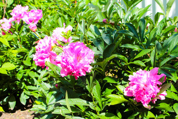 pink flowers in the garden