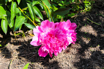 pink flower in the garden