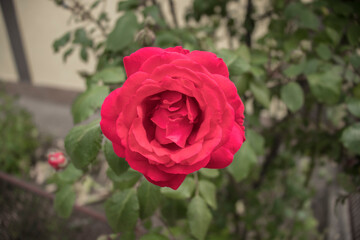 Rose, red, garden, growing on a green bush