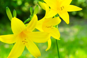 yellow daffodil flowers