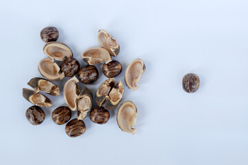 Rubber seed isolated on white background 
