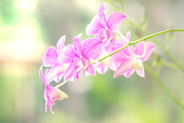 Obraz premium pink flowers on green background. purple blossom orchid in spring.