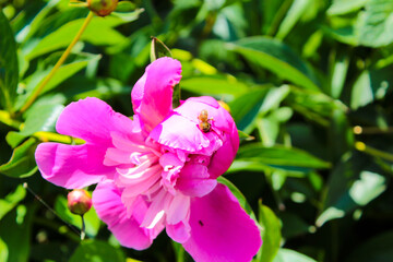 pink and white orchid