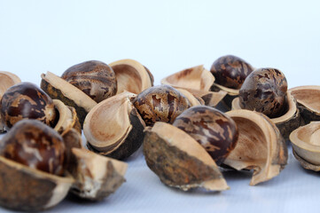 Rubber seed isolated on white background 

